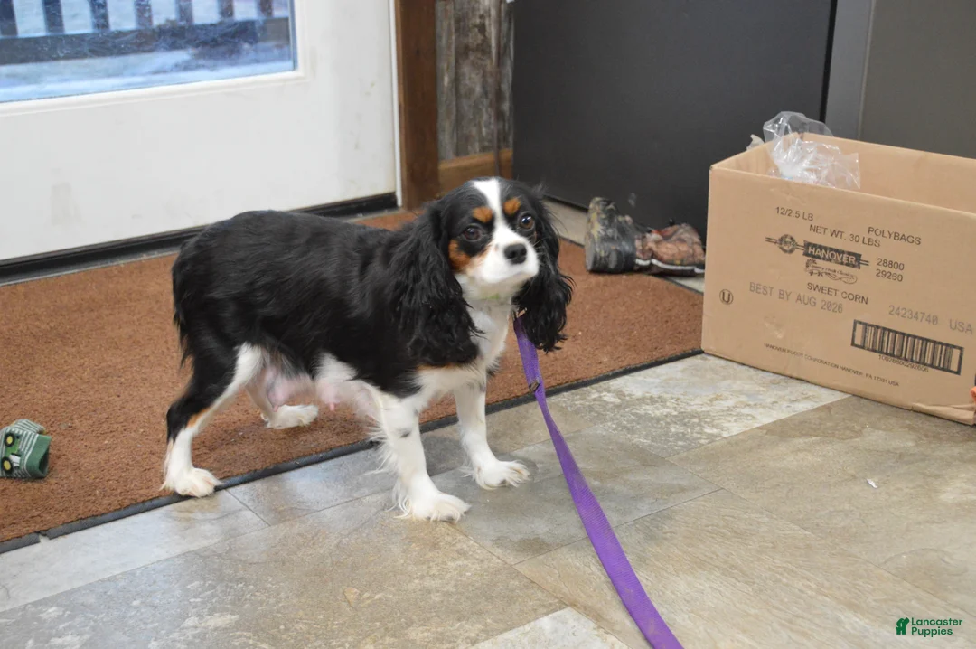 Cavalier King Charles Spaniel dogs for sale: Douglas - Ad 8