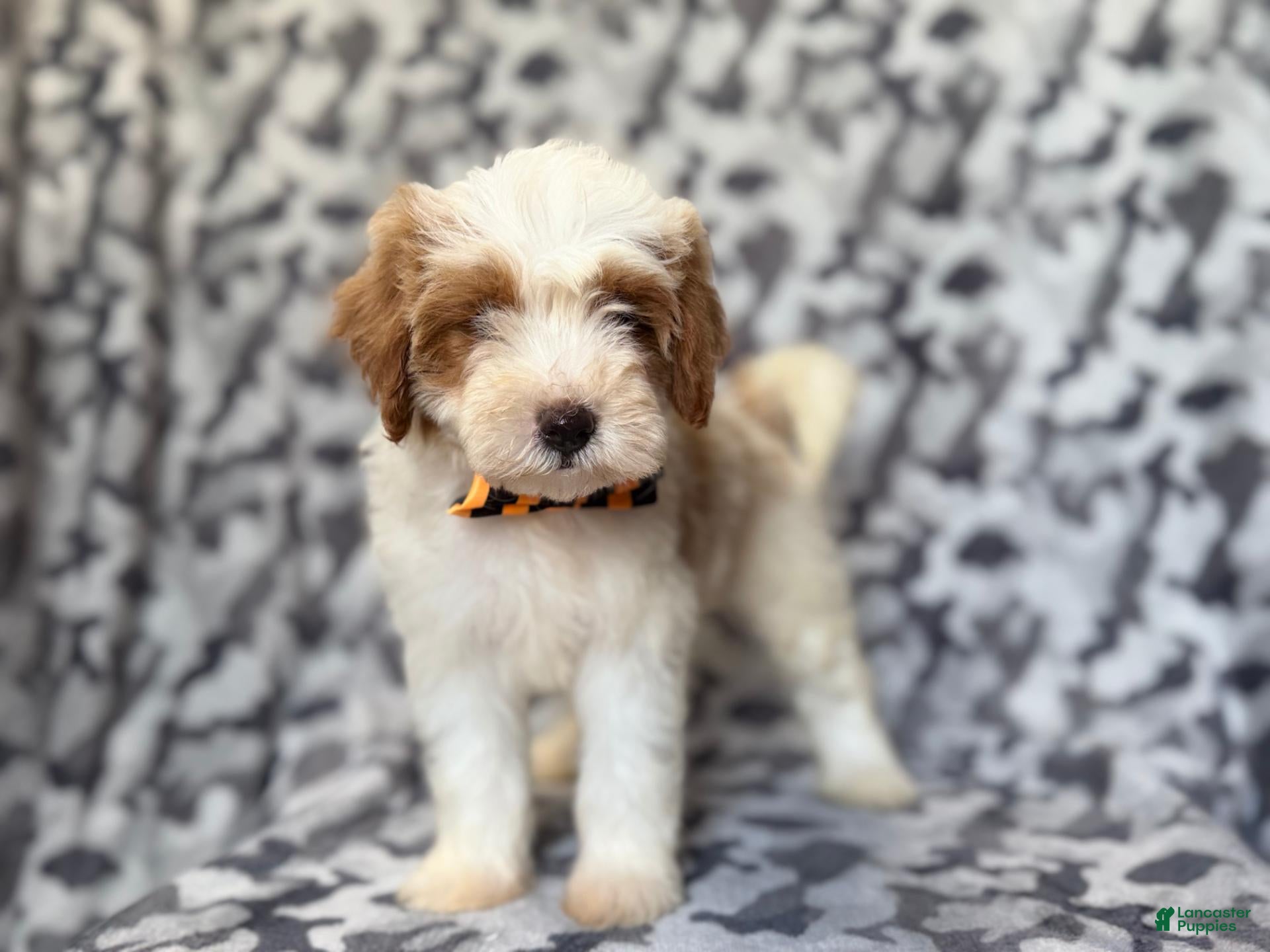 Cavapoo dogs Sparky - Ad 2