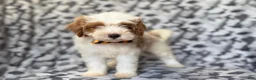 Cavapoo dogs for sale: Sparky - Ad 1