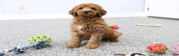Mini Goldendoodle dogs for sale: Frisky - Ad 4