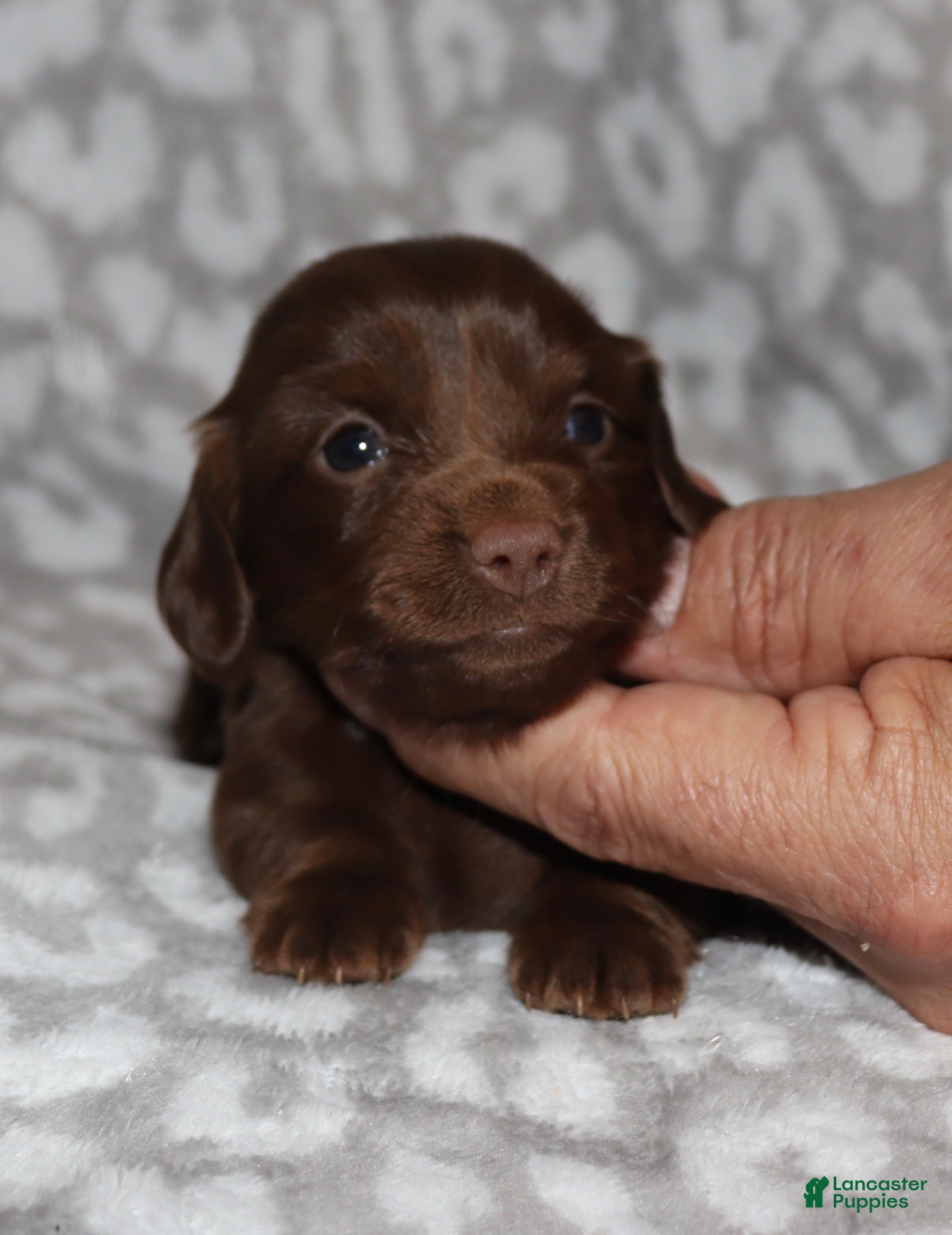 Miniature Dachshund dogs  Kaydon - Ad 12