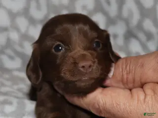 Miniature Dachshund dogs Kaydon - Ad 12
