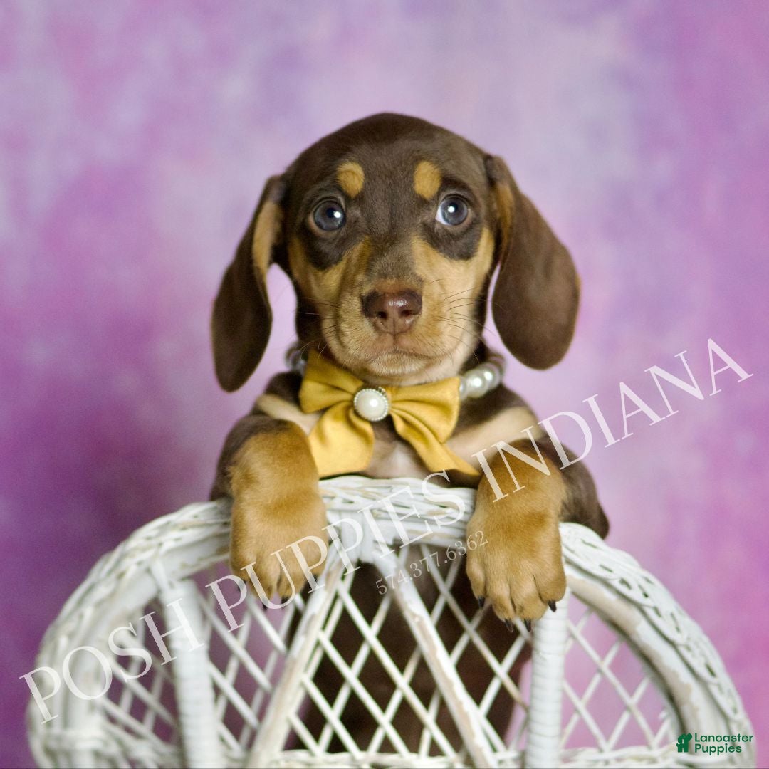 Miniature Dachshund dogs Toby - Ad 36