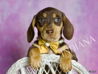 Miniature Dachshund dogs Toby - Ad 24