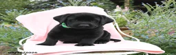 Labrador Retriever dogs for sale: Max - Ad 3