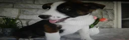 Mixed Breed dogs for sale: Mixed Breed 1 Possum - Ad 2