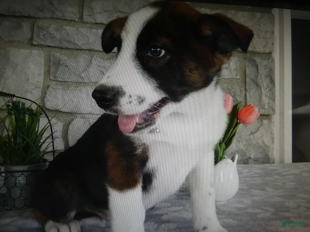 Mixed Breed dogs for sale: Mixed Breed 1 Possum - Ad 2