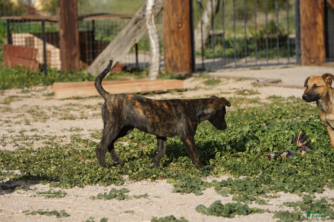 Dutch Shepherd dogs for sale: Dutch brindle F - Ad 12