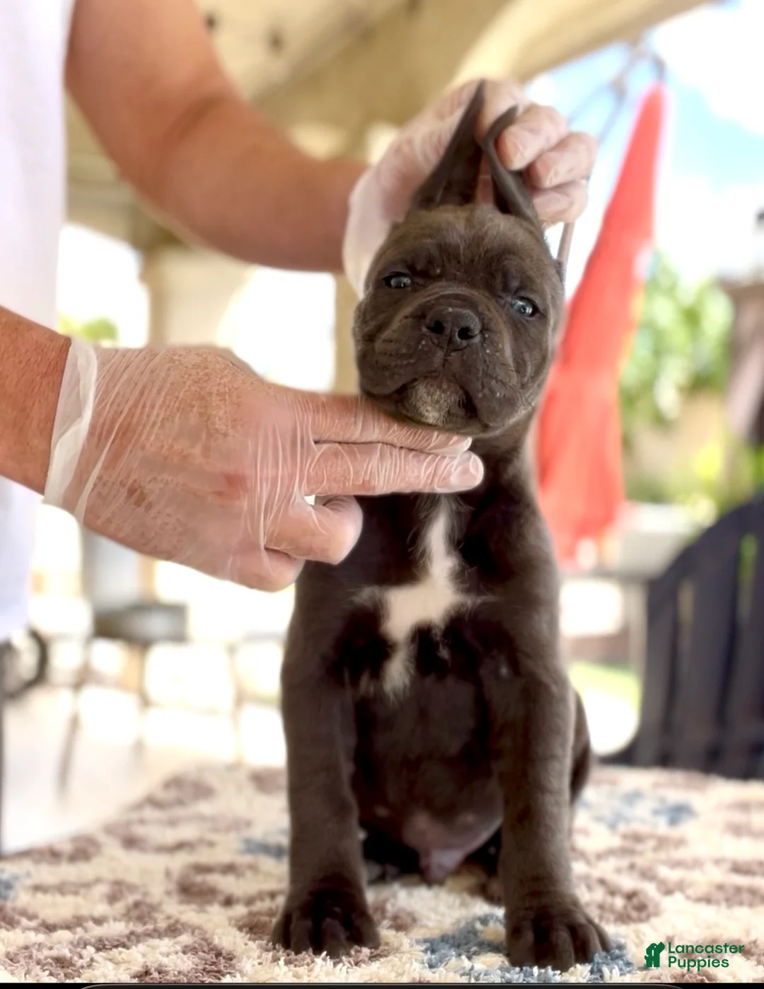 Cane Corso dogs for sale: Leon - Ad 2
