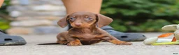 Miniature Dachshund dogs for sale: Ana - Ad 14