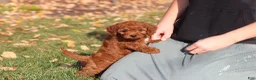 Cavapoo dogs for sale: Pearl - Ad 7