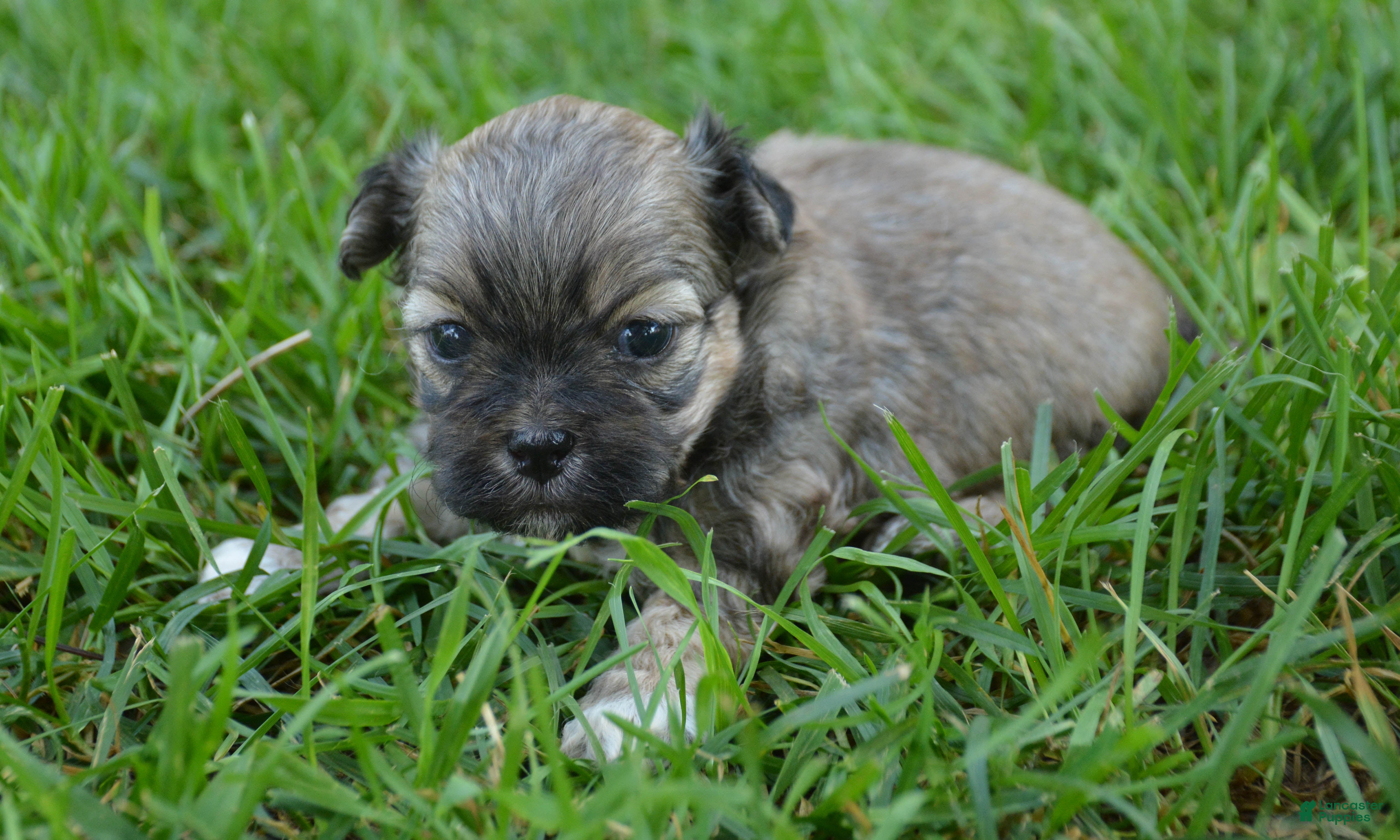 Shihpoo dogs Sam Shihpoo 1 - Ad 1