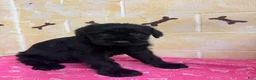 Giant Schnauzer dogs for sale: Charlie - Ad 1