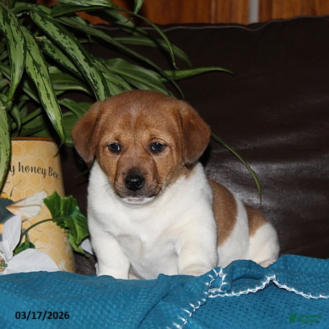 Mixed Breed dogs Riley - Ad 2