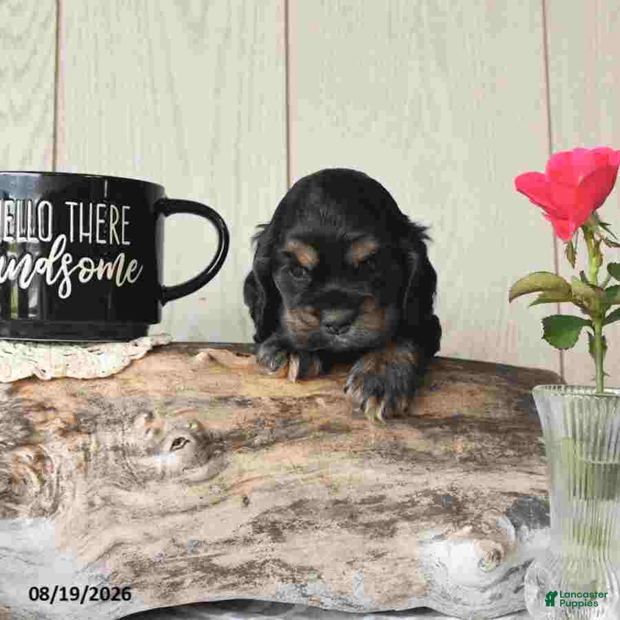 Cocker Spaniel dogs Buddy - Ad 1
