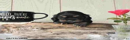Cocker Spaniel dogs for sale: Buddy - Ad 1