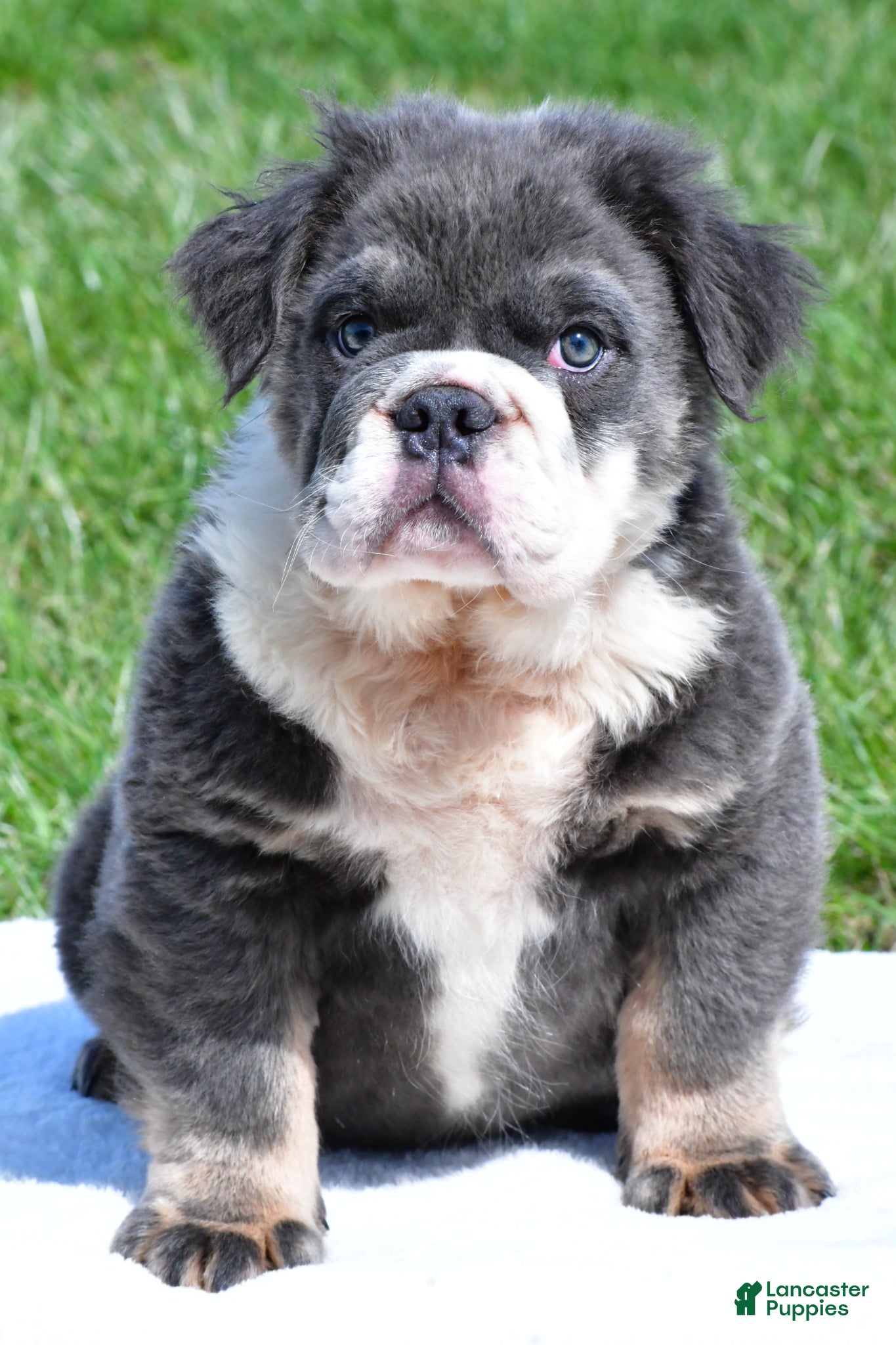 English Bulldog dogs Falcon - Ad 2