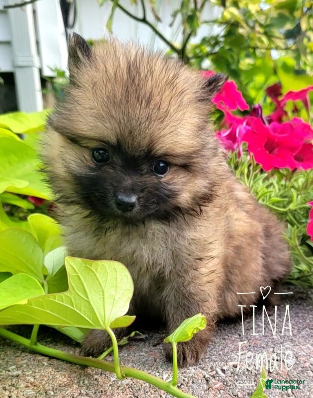 Gallery Image {{count}}