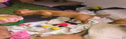 Miniature Dachshund dogs for sale: Beauty  - Ad 7