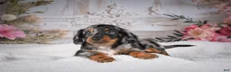 Miniature Dachshund dogs for sale: Leo - Ad 8