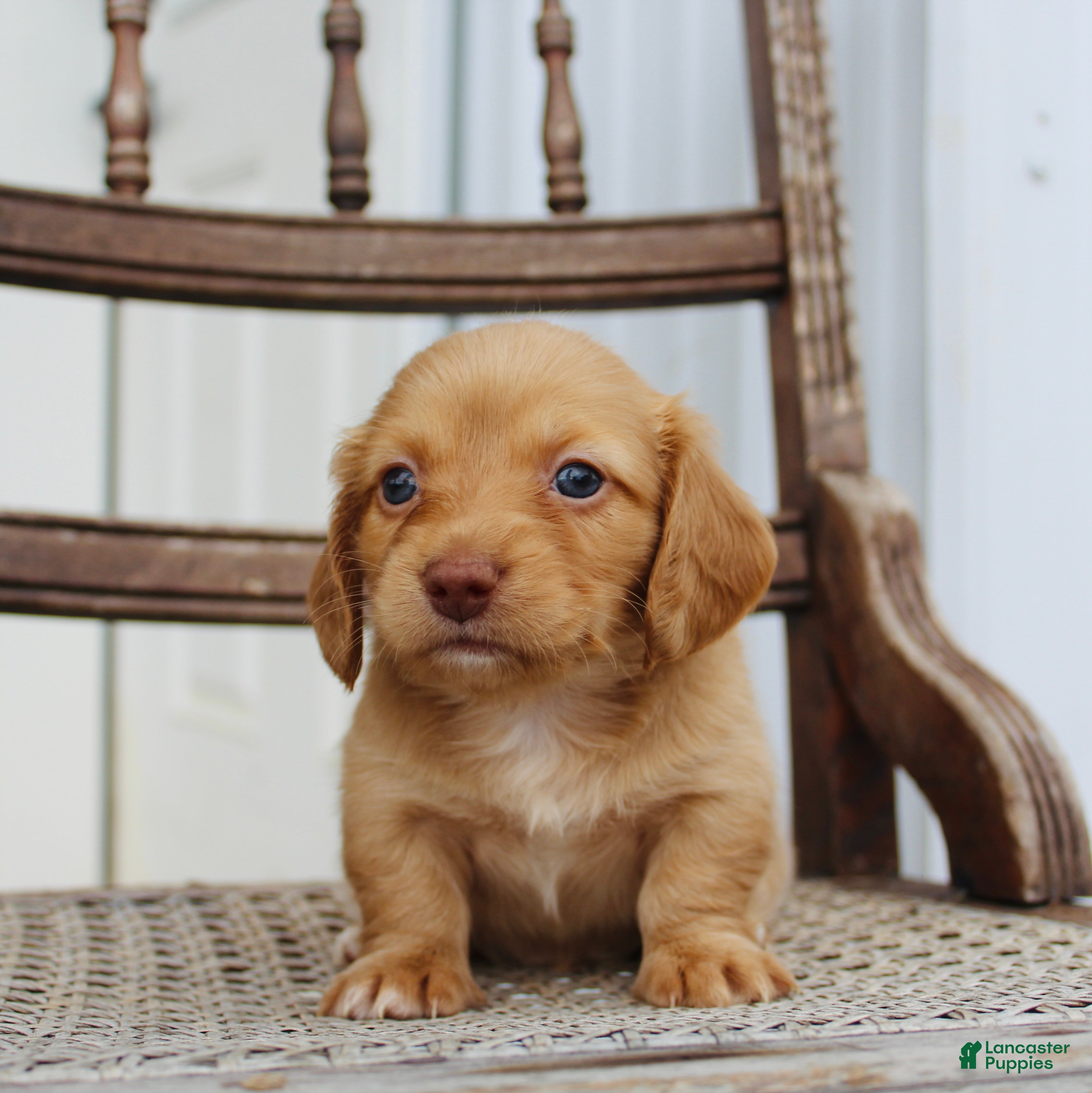 Miniature Dachshund dogs for sale: Allie - Ad 3