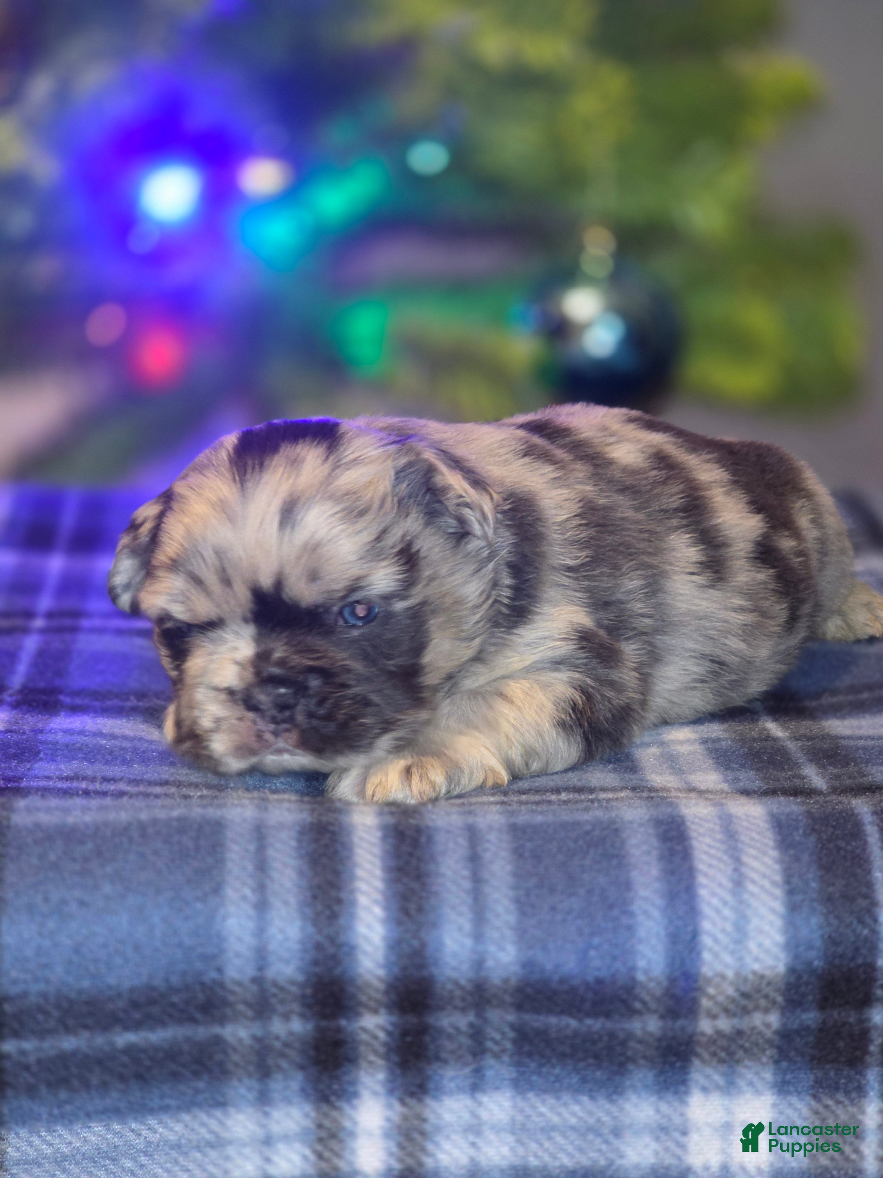 French Bulldog dogs for sale: Male 1 - Ad 1