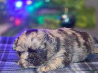 French Bulldog dogs Male 1 - Ad 7