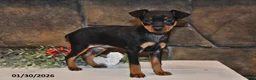 Miniature Pinscher dogs for sale: Archie - Ad 2