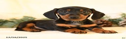 Miniature Dachshund dogs for sale: Cody - Ad 2