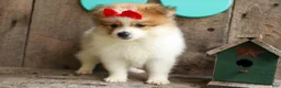 Pomeranian dogs for sale: Eric🐾 - Ad 17