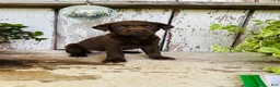 Labrador Retriever dogs for sale: Penny - Ad 5