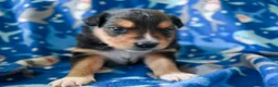 Miniature Australian Shepherd dogs for sale: Miniature Australian Shepherd 2 - Ad 7