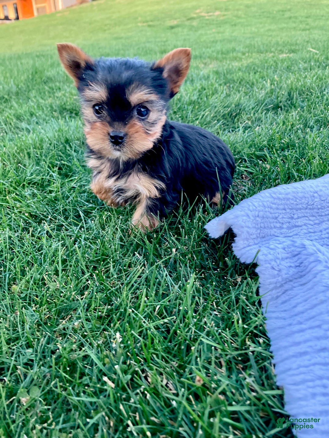 Yorkshire Terrier dogs for sale: Jingle - Ad 6
