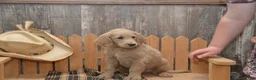 Goldendoodle dogs for sale: Blake - Ad 8
