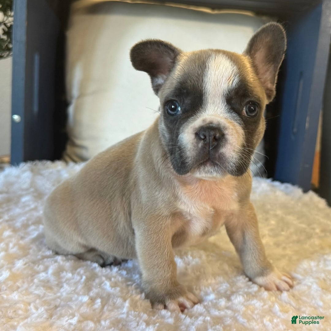 French Bulldog dogs for sale: Alex - Ad 17