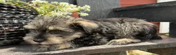 Miniature Schnauzer dogs for sale: Ellie - Ad 5