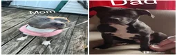 American Pit Bull Terrier dogs for sale: American Pit Bull Terrier Puppy 1 - Ad 2