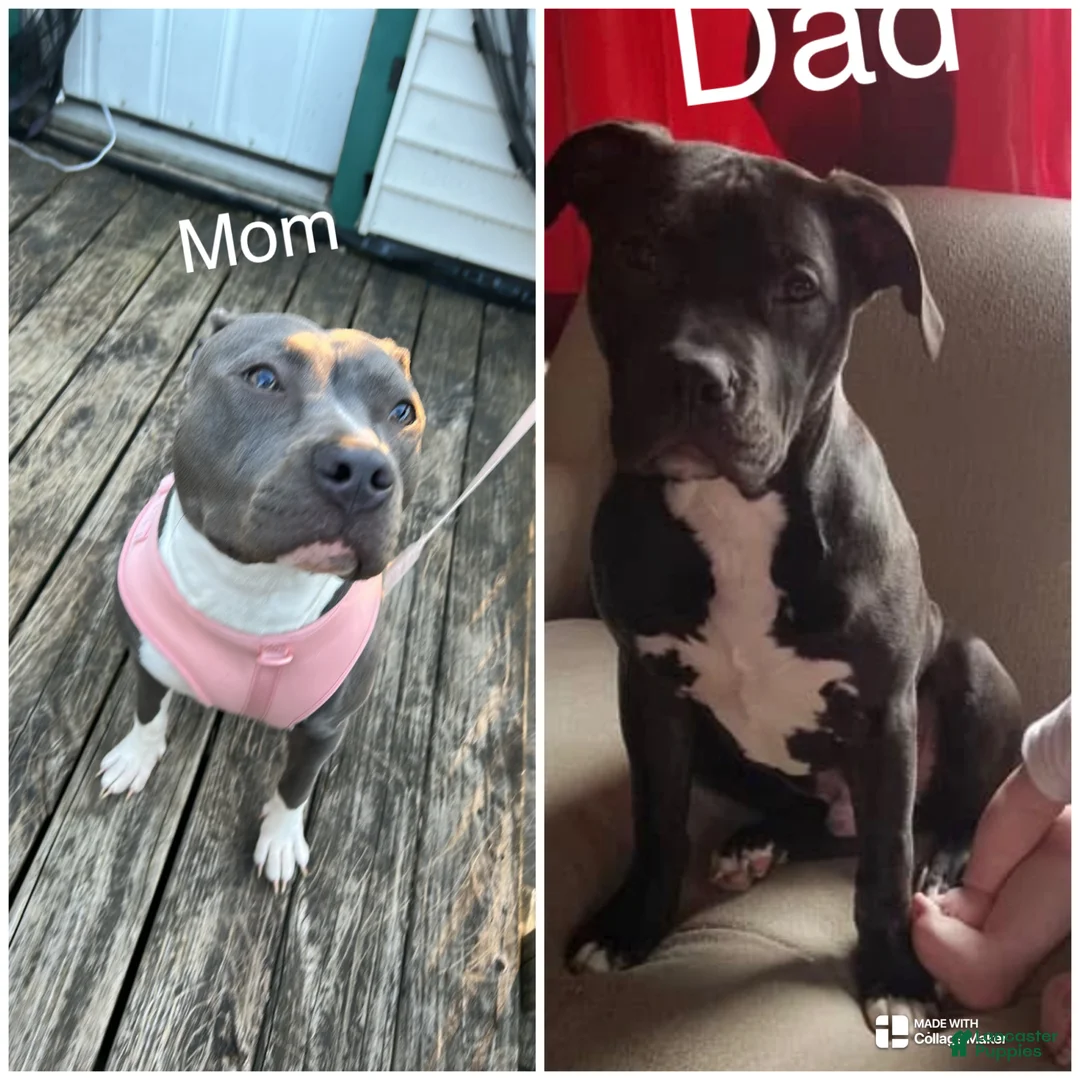 American Pit Bull Terrier dogs for sale: American Pit Bull Terrier Puppy 1 - Ad 2