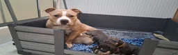 American Bully dogs for sale: American Bully Puppy 5 - Ad 15