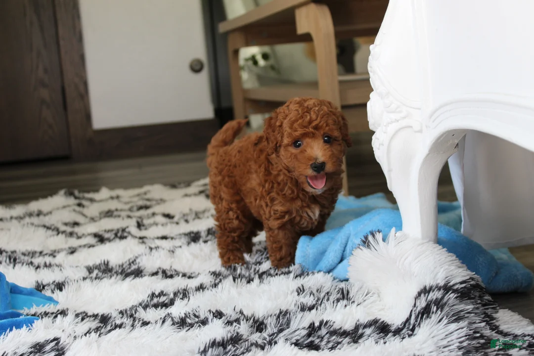 Bichpoo dogs for sale: Jenson - Ad 2