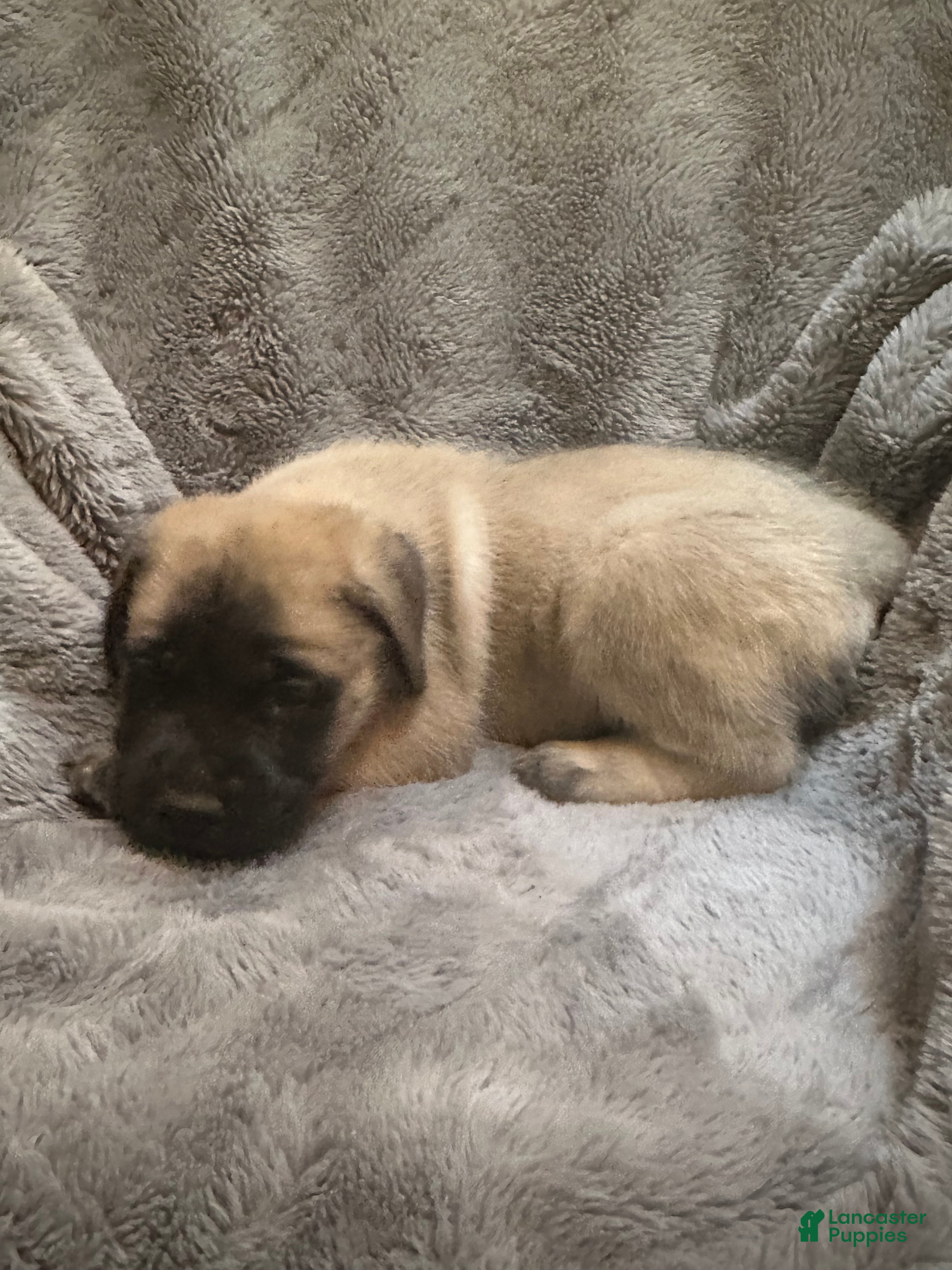 English Mastiff dogs English Mastiff Puppy 8 - Ad 17