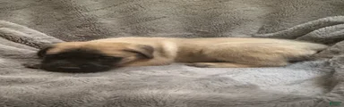 English Mastiff Puppy 8