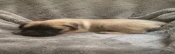 English Mastiff dogs for sale: English Mastiff Puppy 8 - Ad 1