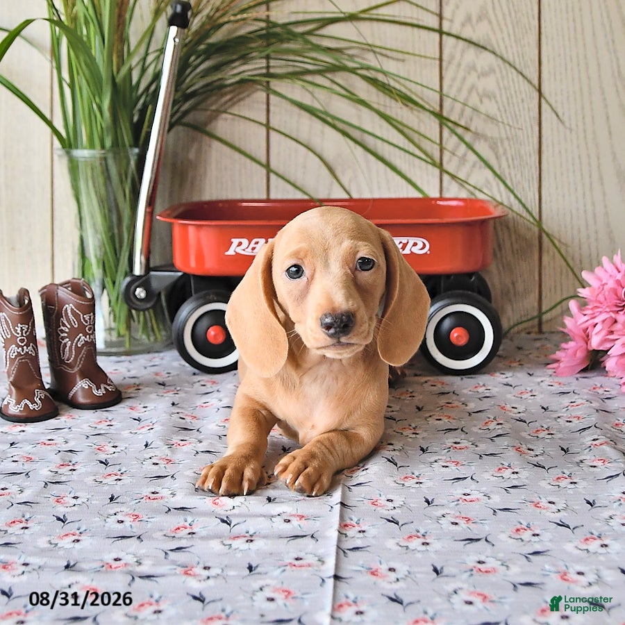 Miniature Dachshund dogs Rex - Ad 2