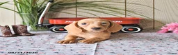 Miniature Dachshund dogs for sale: Rex - Ad 7