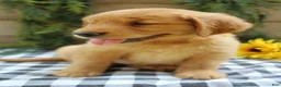 Golden Retriever dogs for sale: Trixie - Ad 10