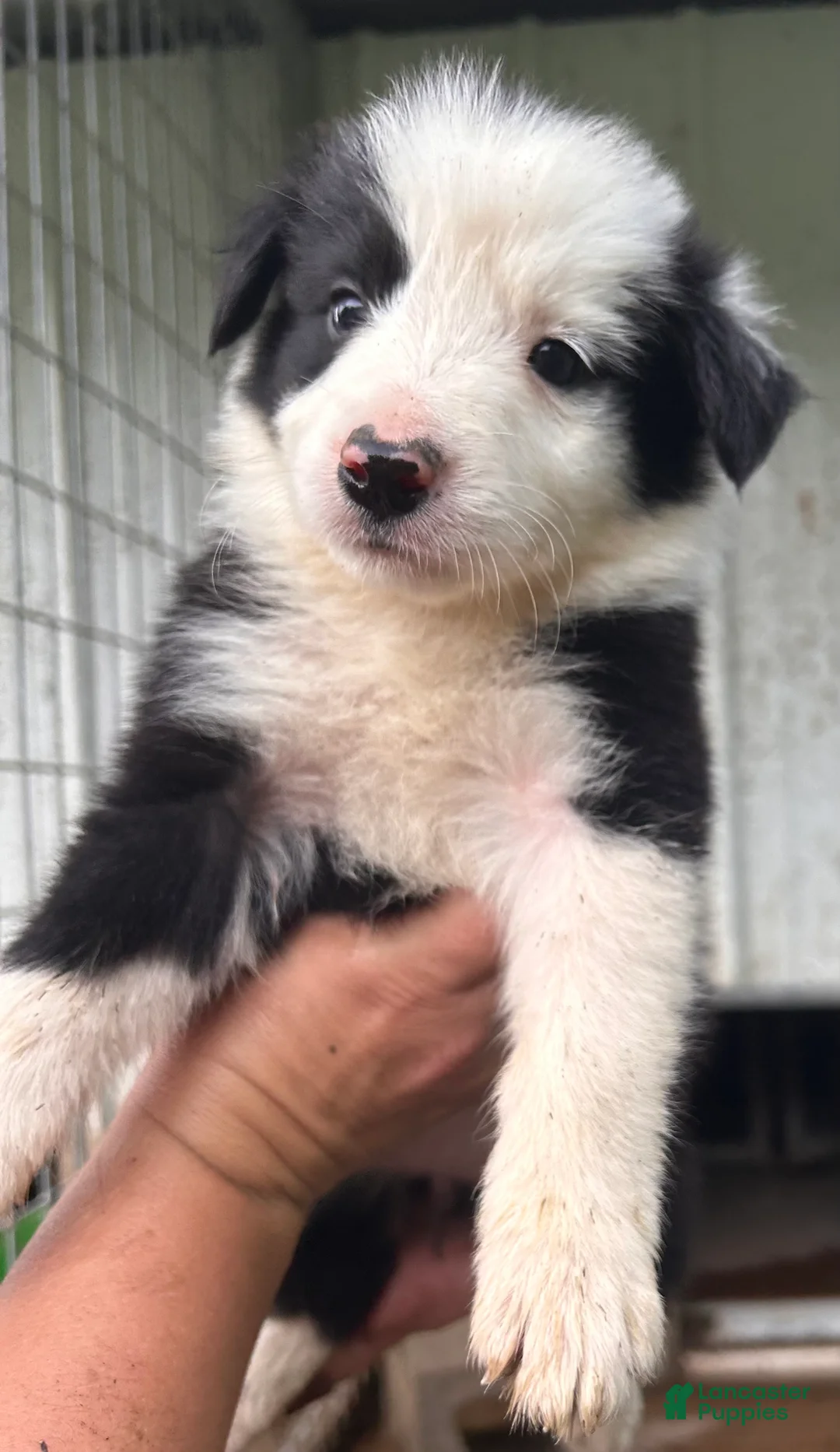Border Collie dogs for sale: Border Collie 1 - Ad 1