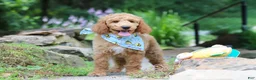 Standard Poodle dogs for sale: Leo - Ad 15