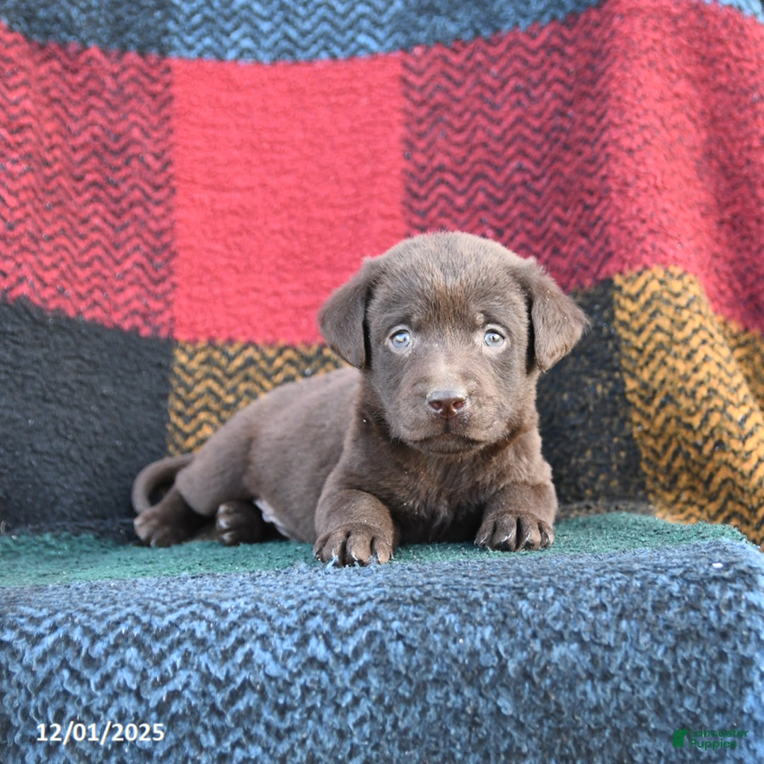 Labrador Retriever dogs for sale: Colt - Ad 3