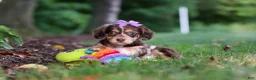 Miniature Dachshund dogs for sale: Abby - Ad 6